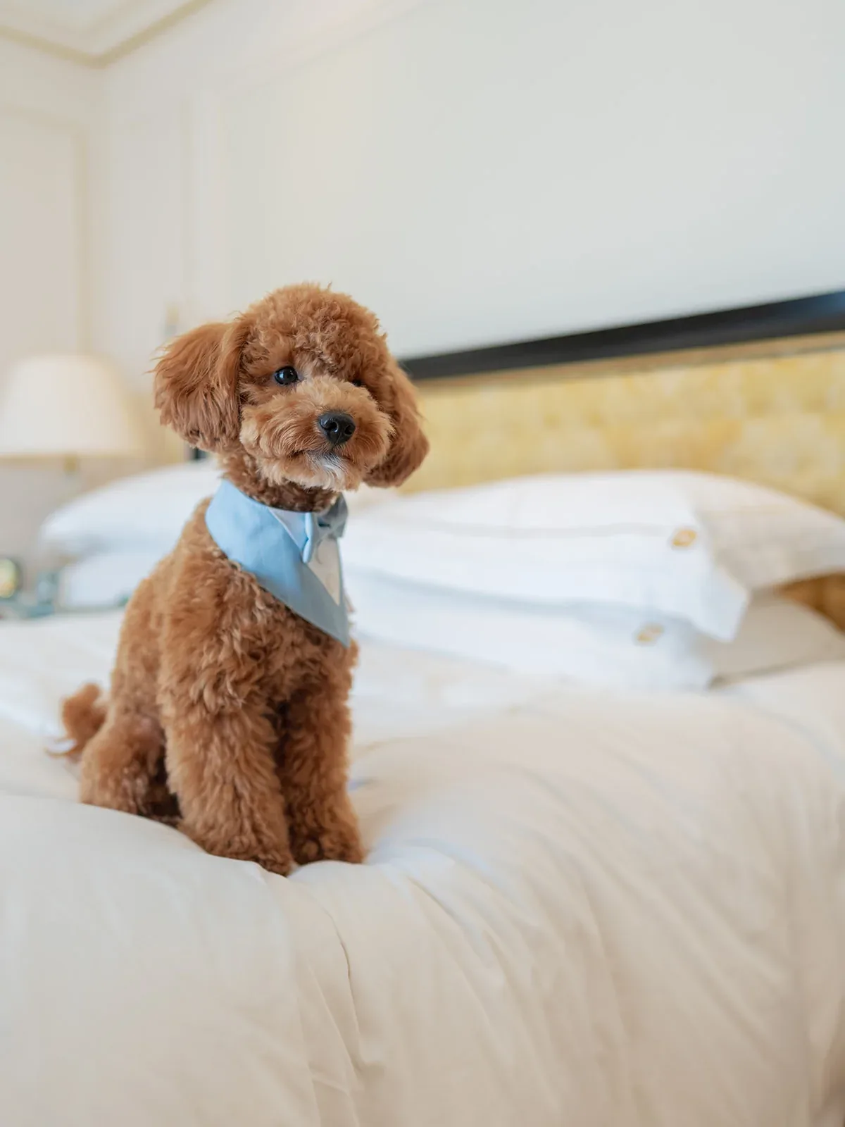 Small dog sitting on a hotel bed at Shangri-La Paris